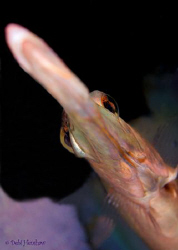 "Flyover" Unusual angle of a Trumpetfish. No Cropping :o) by Debi Henshaw 